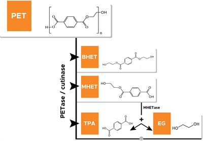 Enzymatic Remediation of Polyethylene Terephthalate (PET)–Based Polymers for Effective Management of Plastic Wastes: An Overview